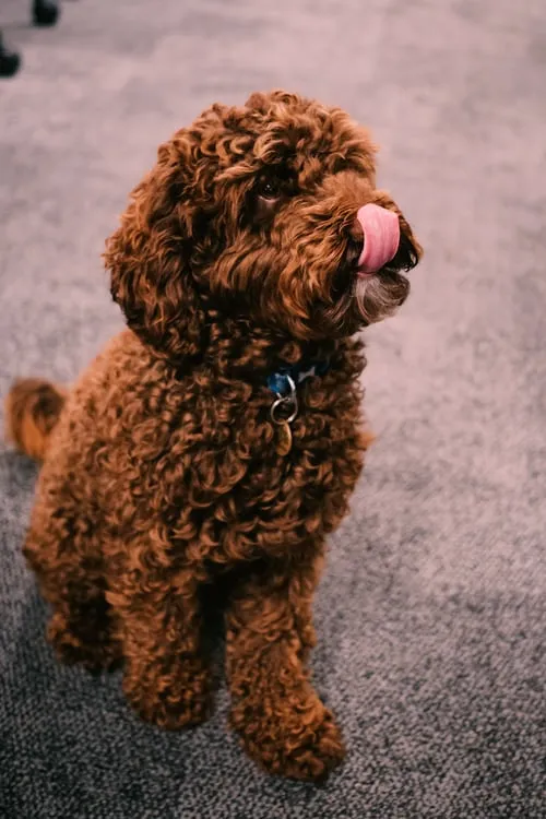 brown puppy licking his lips