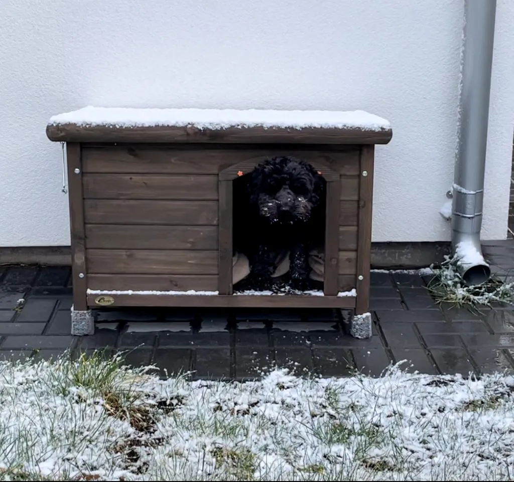 dog in house covered in snow