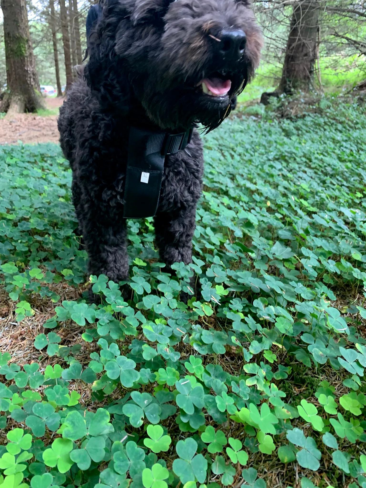 dog standing in shamrocks