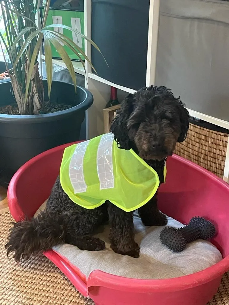 dog in high visibility jacket